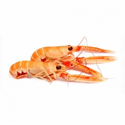 Langoustine 5/9 Danemark Frz (0.8kg) - Fresh Pack