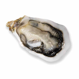 Fines De Claire Marennes Oleron Oyster No.3 x 12pc (1kg) - Geay